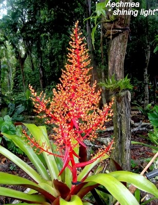 Aechmea shining light