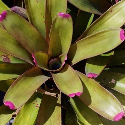 neoregelia Pink nails