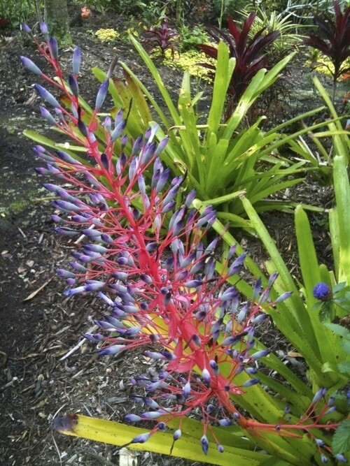 Portea petropolitana