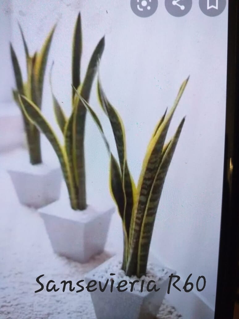 Sansevieria Draceana trifasciata