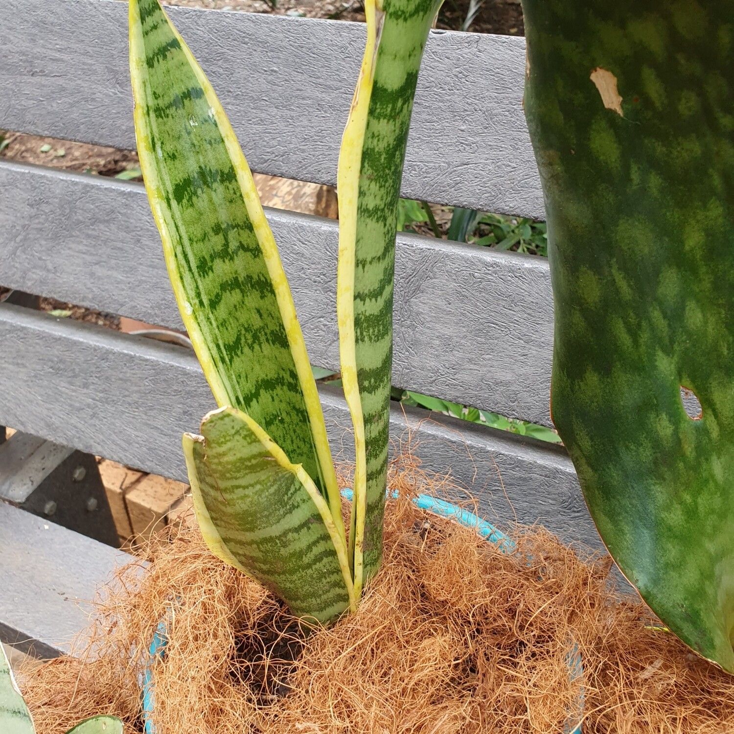 Sansevieria Laurentii