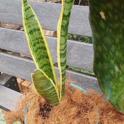 Sansevieria Laurentii