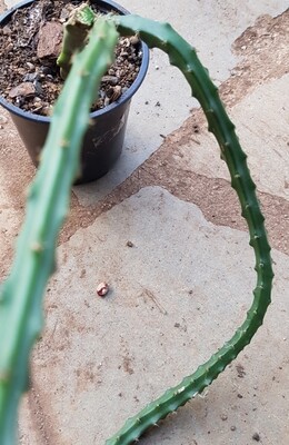 Rat&#39;s Tail Cactus