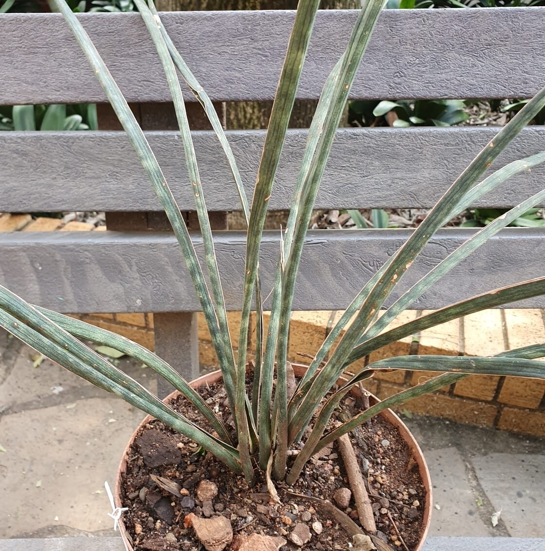 Sansevieria Rustenburg