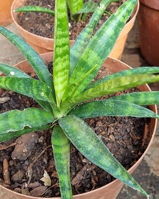 Sansevieria yellow variegated gabriella