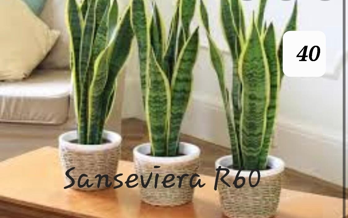 Sansevieria Laurentii Sansevieria Laurentii