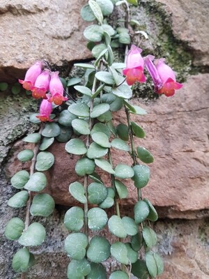 Kalanchoe Uniflora (Coral Bells) Pink