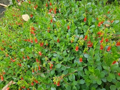 Kalanchoe Uniflora (Coral Bells) Red