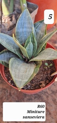 sansevieria Minture