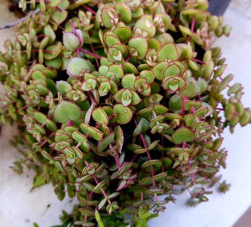 Crassula Pellucida (Calico Kitten)