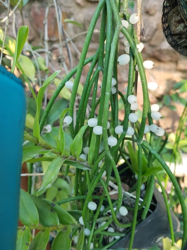 Rhipsalis Baccifera (Misletoe cactus)