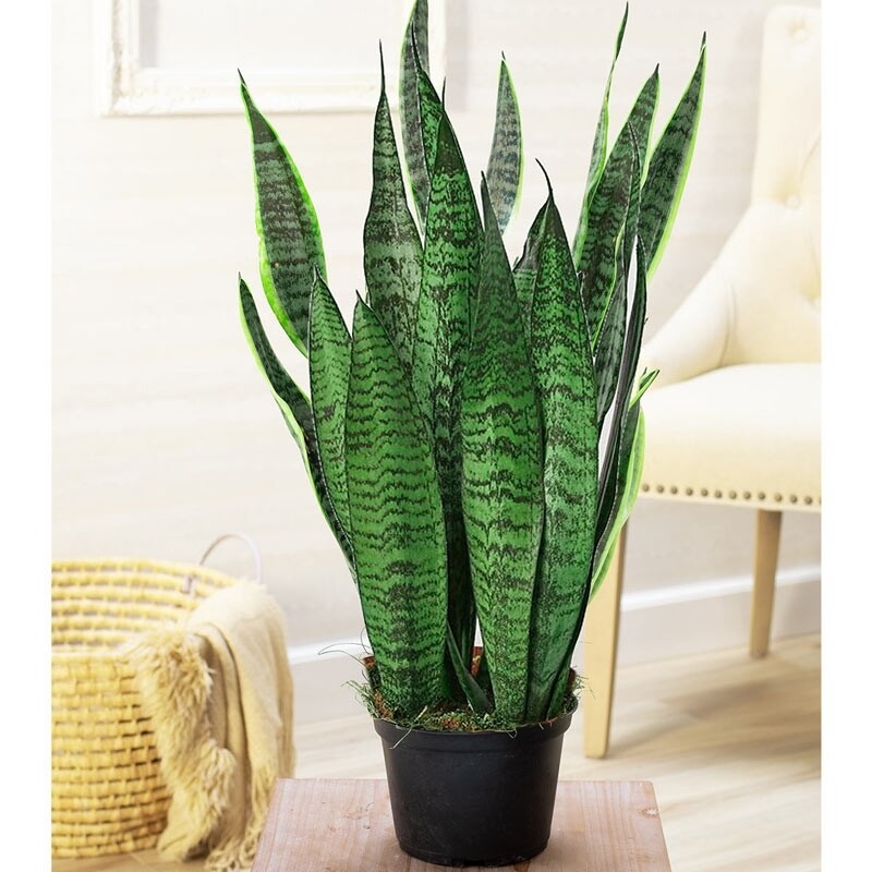 Sansevieria Draceana trifasciata Sansevieria Draceana trifasciata