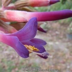Billbergia foster striata