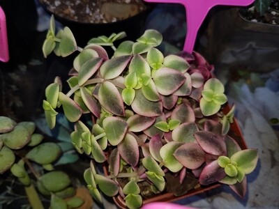 Crassula Pellucida Variegata