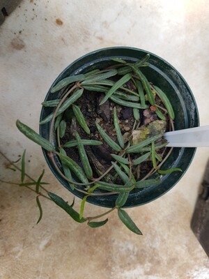 String of Needles (Ceropegia Linearis)