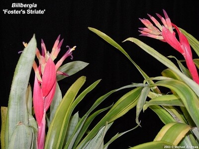 Billbergia foster striata