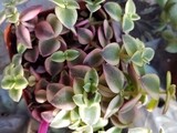 Crassula Pellucida Variegata