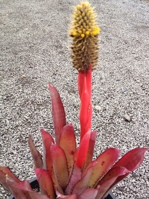 Aechmea pineleana