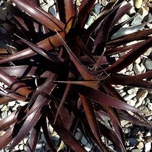 Cryptbergia red burst