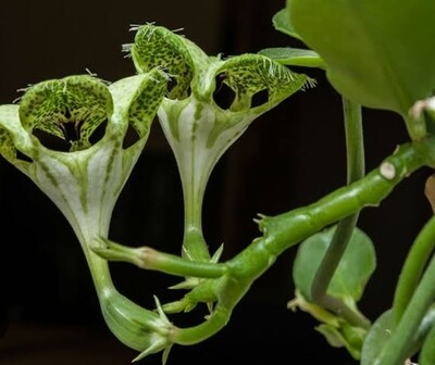 Ceropegia sandersonii - 10cm strand