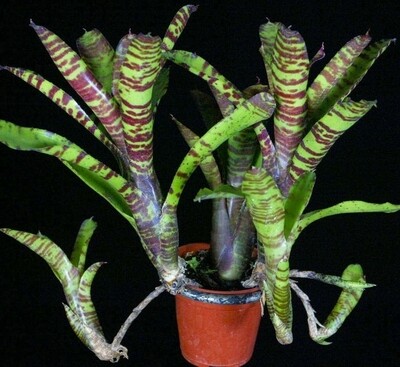 Neoregelia ampullacea