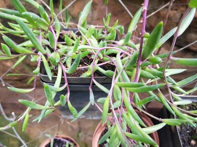 Ruby Necklace - Othonna capensis