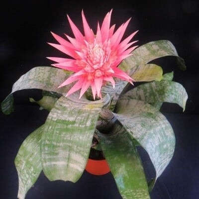 Aechmea fasciata