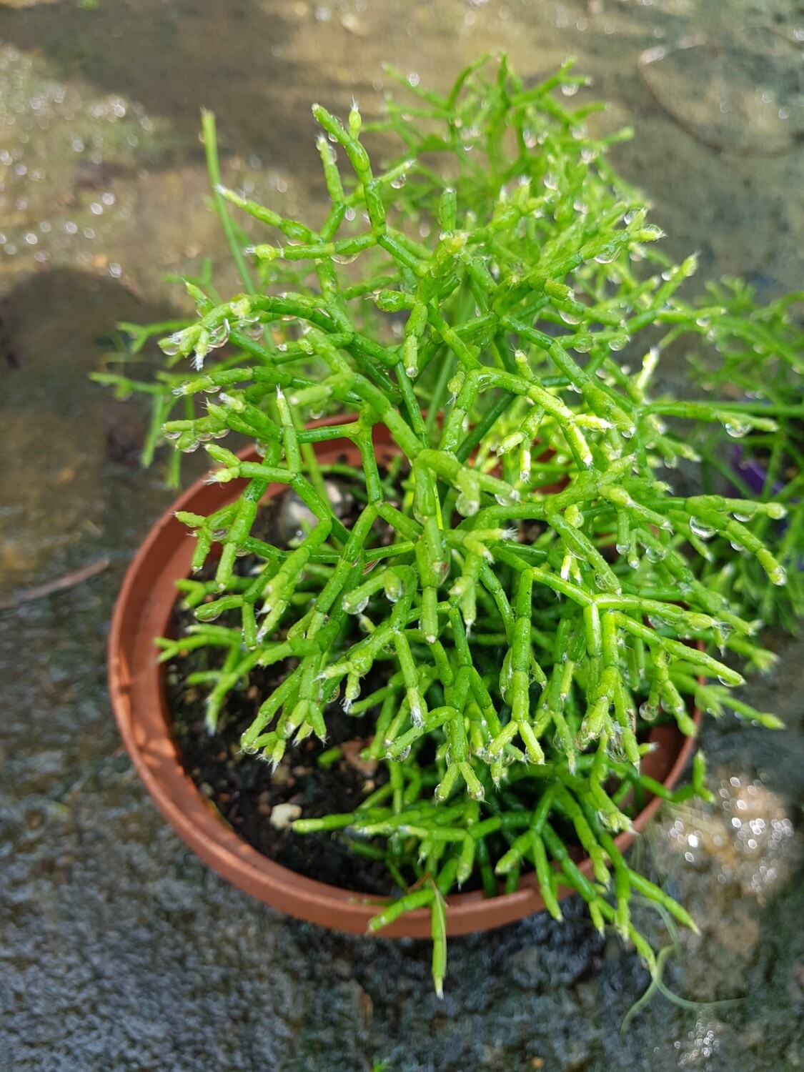 Rhipsalis Cereuscula (Coral Cactus)