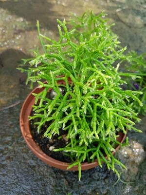 Rhipsalis Cereuscula (Coral Cactus)