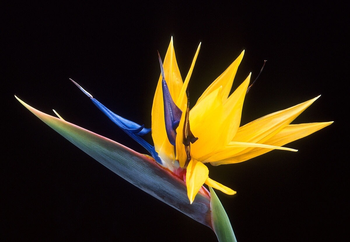 Strelitzia reginae Mandelas gold