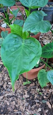 Philodendron Heartshape