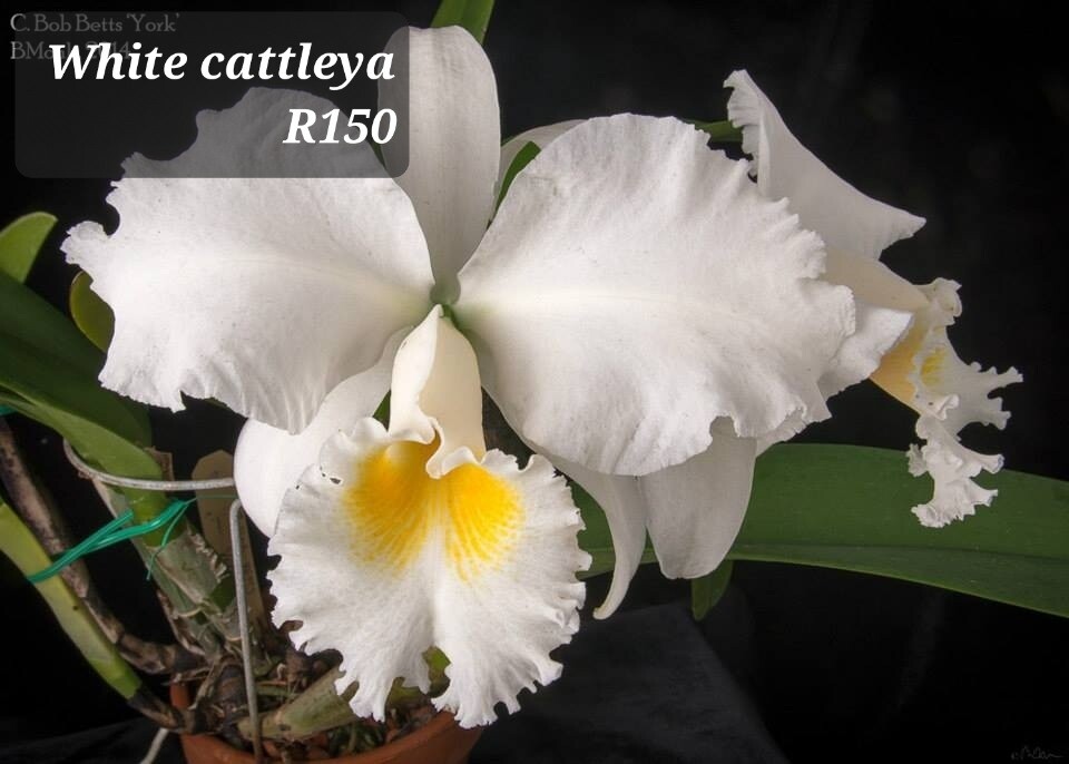 Cattleya white brides orchid