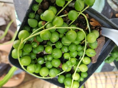 String of pearls - Senecio rowleyanus