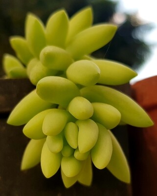 Donkey&#39;s Tail