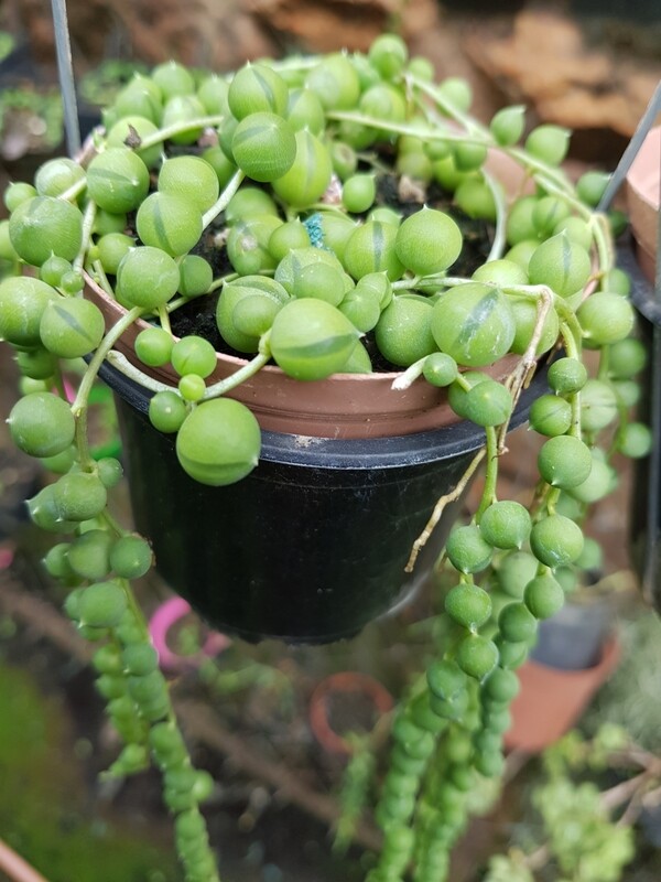 String of pearls - Senecio rowleyanus