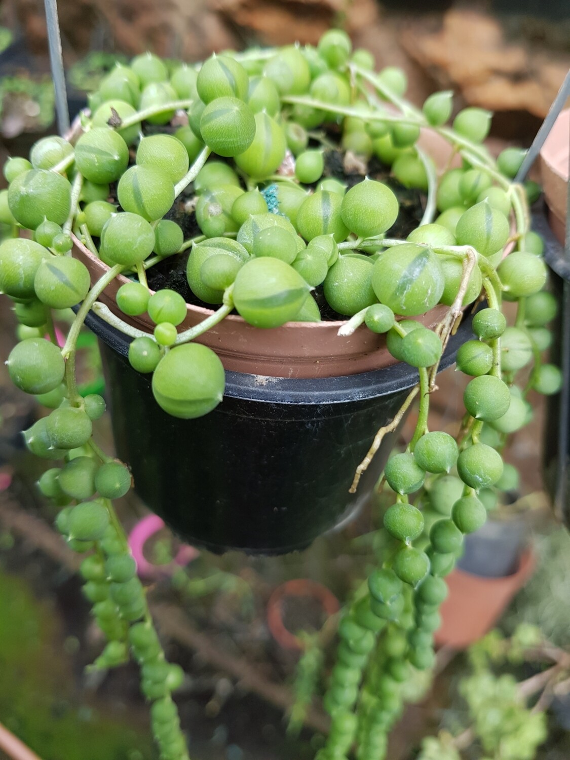 String of pearls - Senecio rowleyanus String of pearls - Senecio rowleyanus