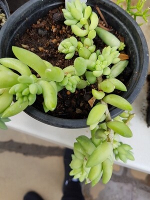Donkey's Tail