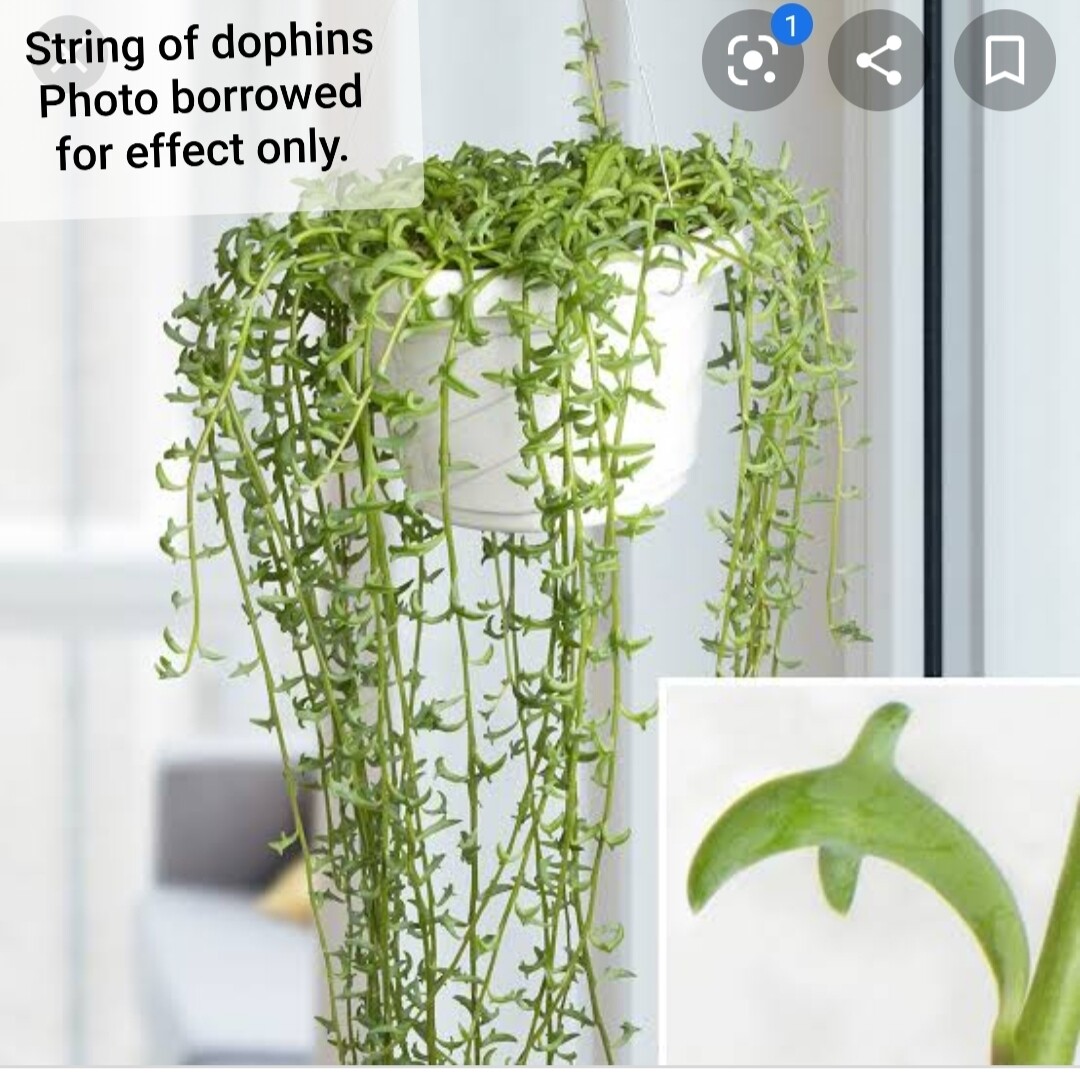 String of Dolphins