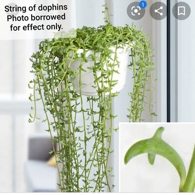 String of Dolphins String of Dolphins