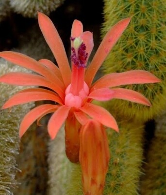 Golden Rat tail - Cleistocactus Winteri