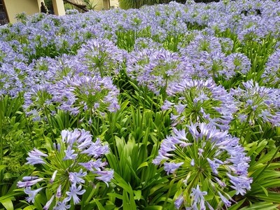 Agapanthus