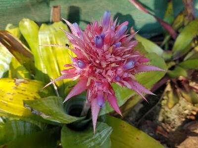 Aechmea fasciata