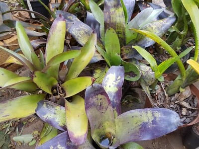 Neoregelia mandela