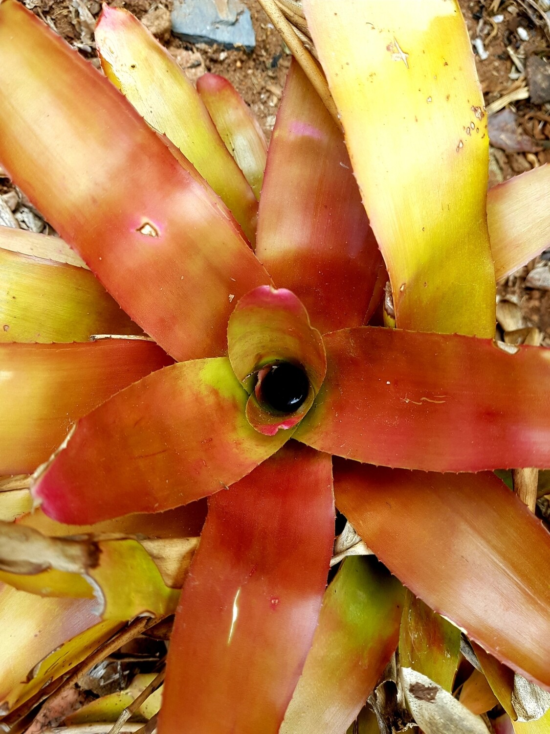 Neoregelia Naartjie