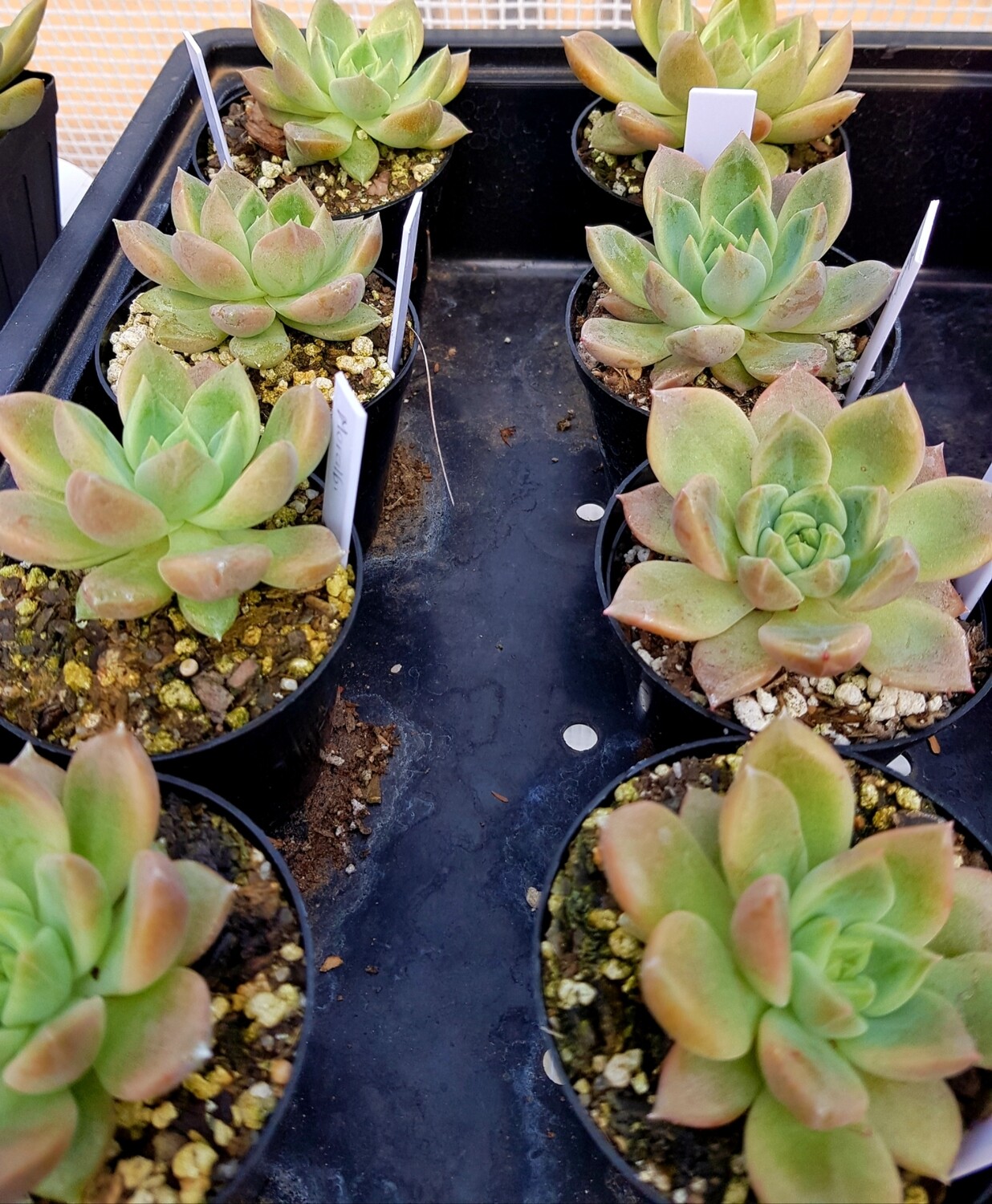 Echeveria Moralbi