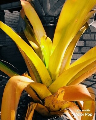 Aechmea Blanchetiana