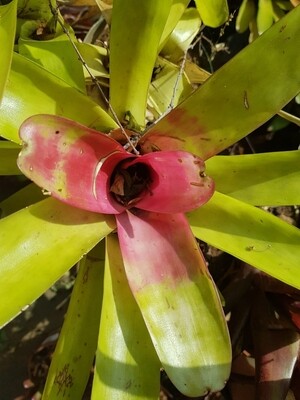 Neoregelia mc williamsii