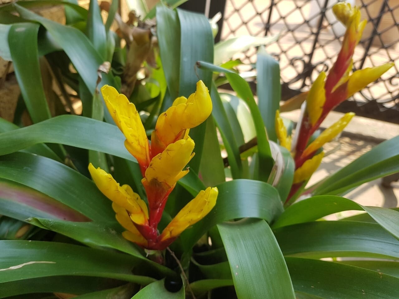 Vriesea flaming sword