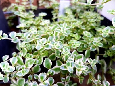Crassula 'Petite Bicolor' (Little Missy) Crassula 'Petite Bicolor' (Little Missy)