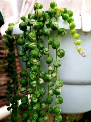 Variegated String of Pearls - Curio rowleyanus f. variegatus Variegated String of Pearls - Curio rowleyanus f. variegatus